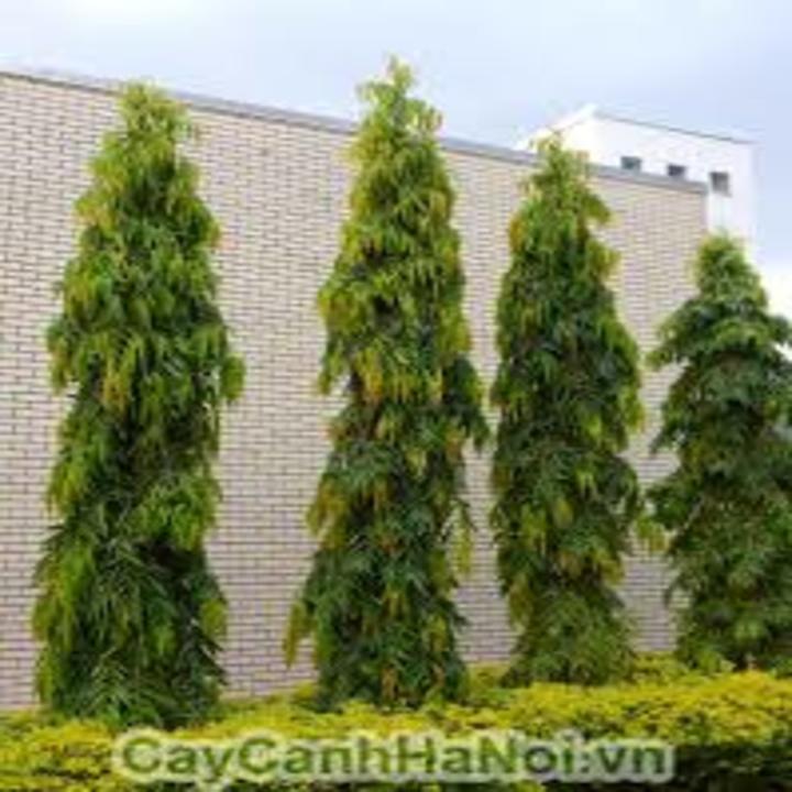 COM BO 2 Cây Hoàng Nam(Tùng Ấn Độ) giống .Giá tốt, chất lượng