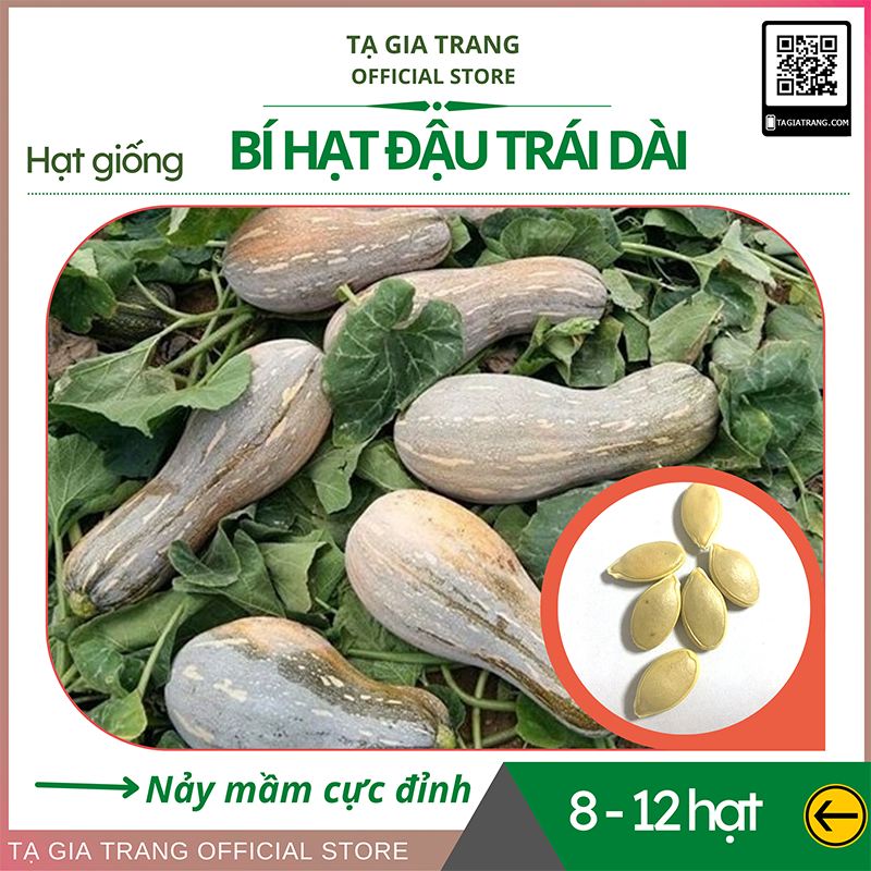 Hạt giống bí hạt đậu (bí đỏ hồ lô) quả dài F1