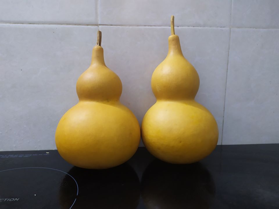 hạt giống bầu hồ lô giống to (100 hạt)