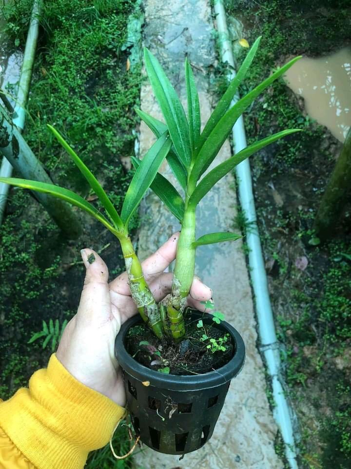 Hoa lan denro tre hồng thơm