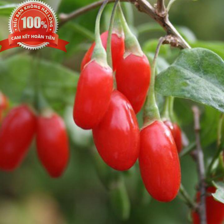 [HCM]Trà kỳ tử - Trà ký tử - CAO CẤP (GÓI 300g)