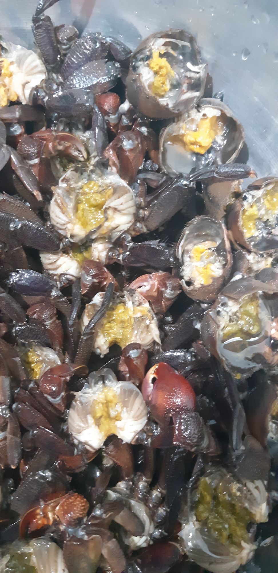 1kg Ba khía Trộn tắc đường