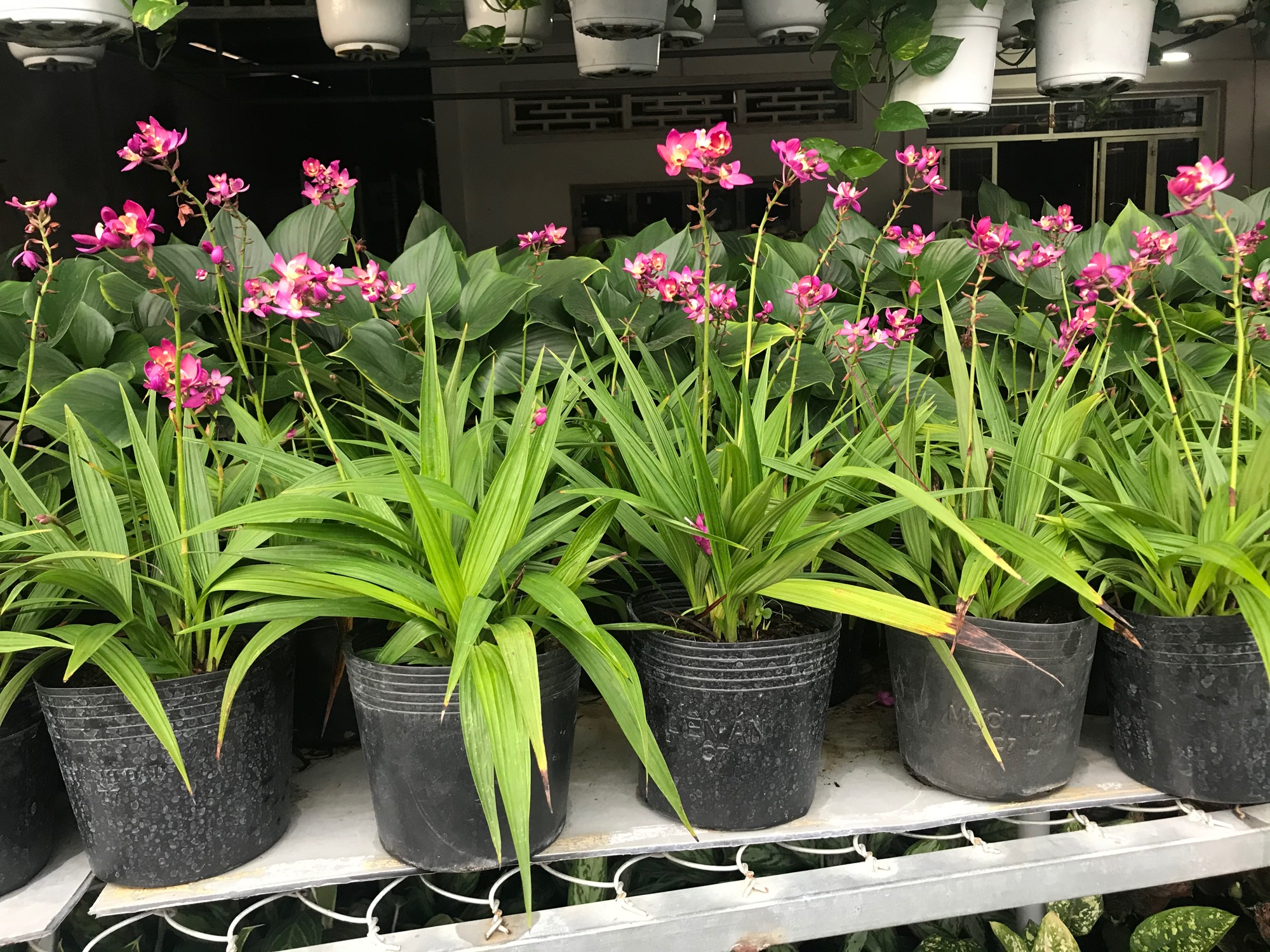 Cay địa lan hoa tím đang trổ bông