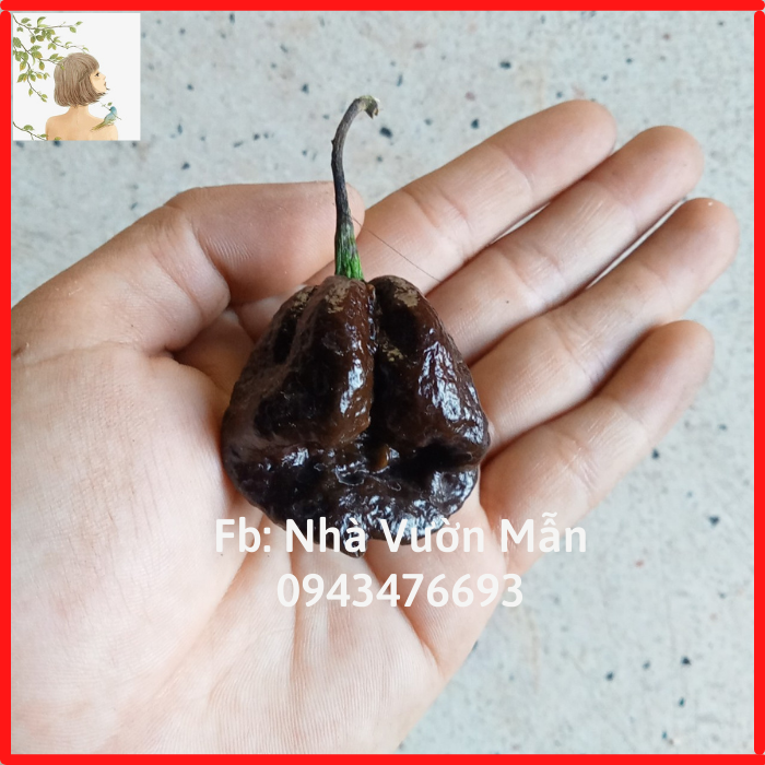 3 Hạt Ớt Big Mama Black