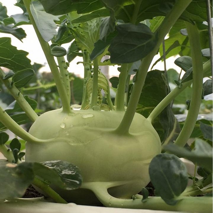 Hạt giống Su hào trắng - Su hào xanh Italy PSV26 | Phởms Market