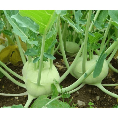 Hạt Giống Su Hào Xanh 200 Hạt (Su Hào)