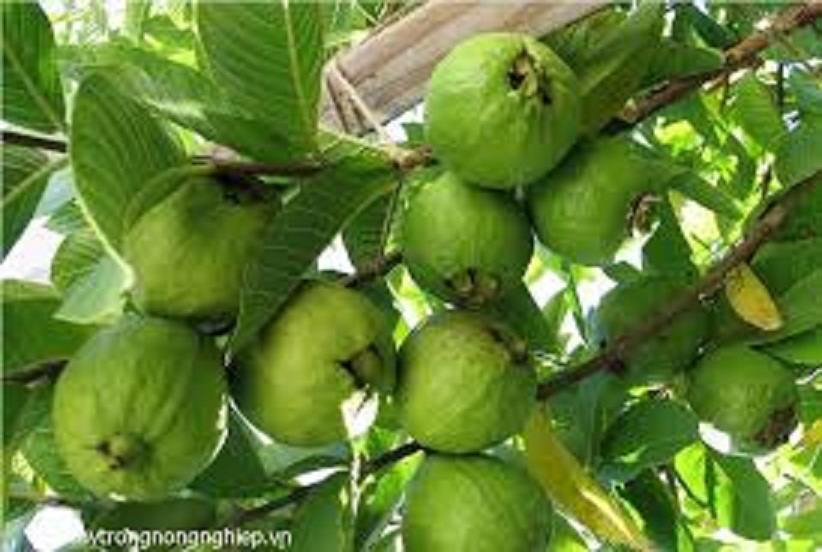 ỔI TỨ QUÝ (ỔI GĂNG, ỔI ĐÔNG DƯ)