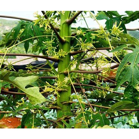 CÂY GIỐNG ĐU ĐỦ ĐỰC SIÊU HOA ( cây có bầu rễ ổn định)