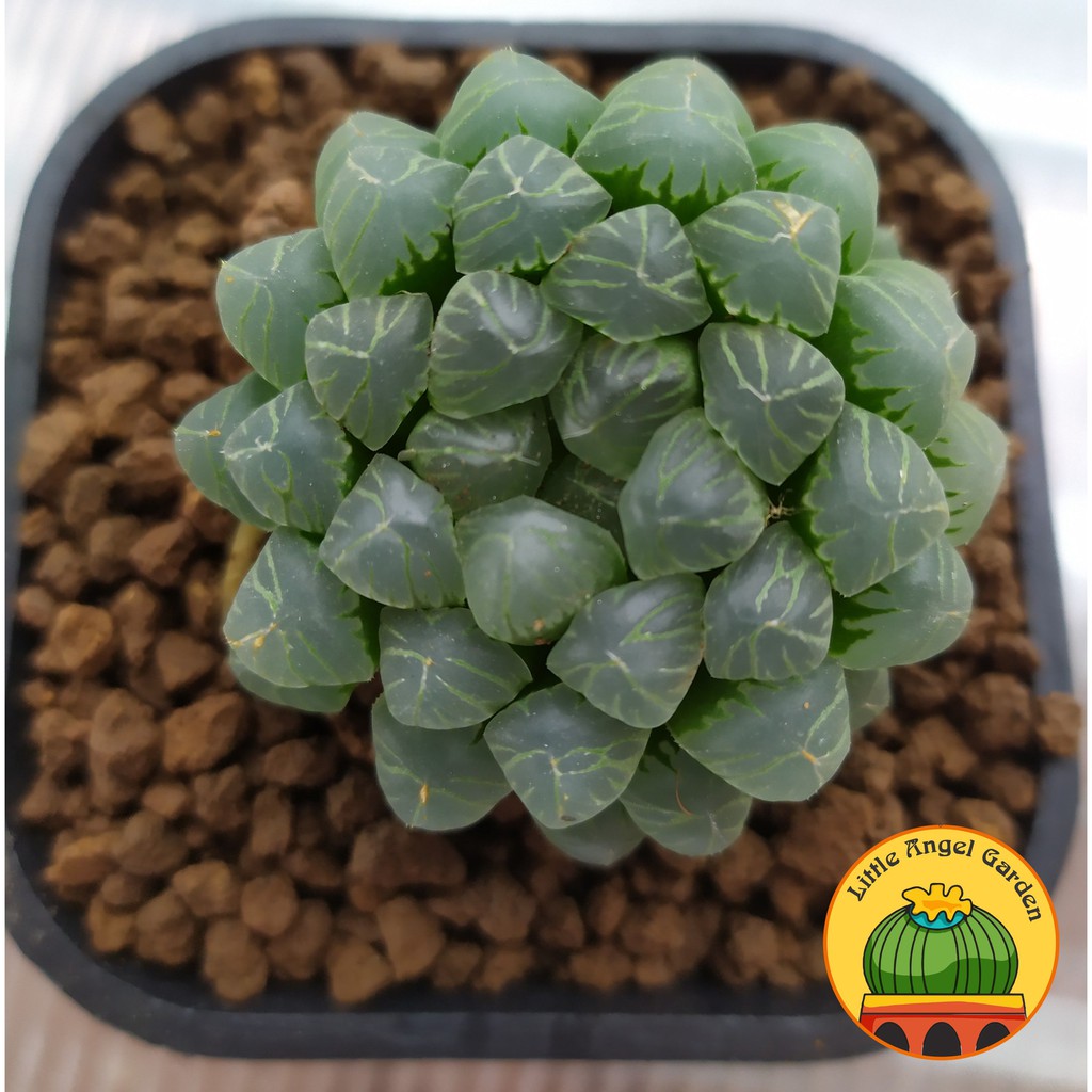 Sen Đá Kim Cương Cooperi | Sen đã thuần | Haworthia dễ chăm