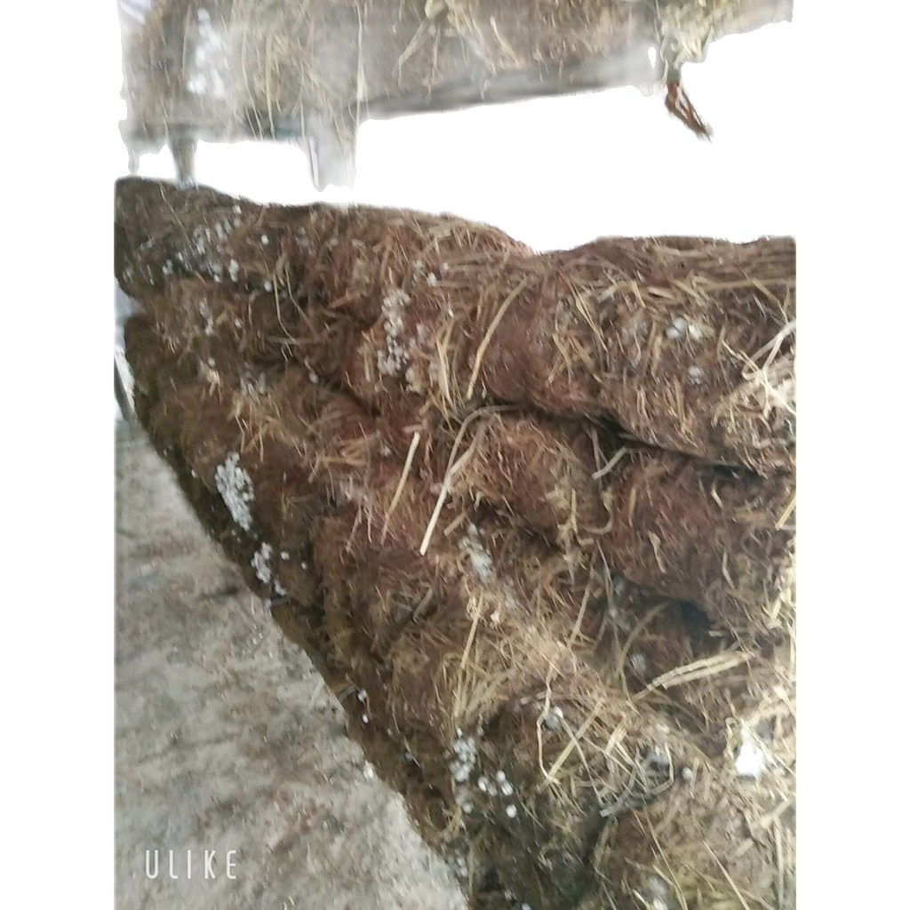 Meo giống nấm rơm (300gr)