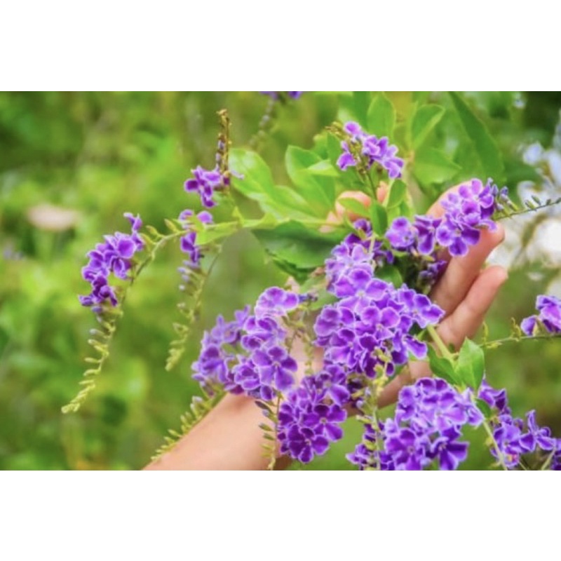 Chậu lớn cây chuỗi ngọc hoa tím thái siêu bông