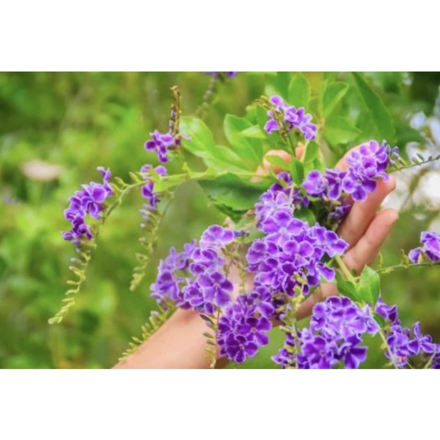 Cây giống chuỗi ngọc hoa tím