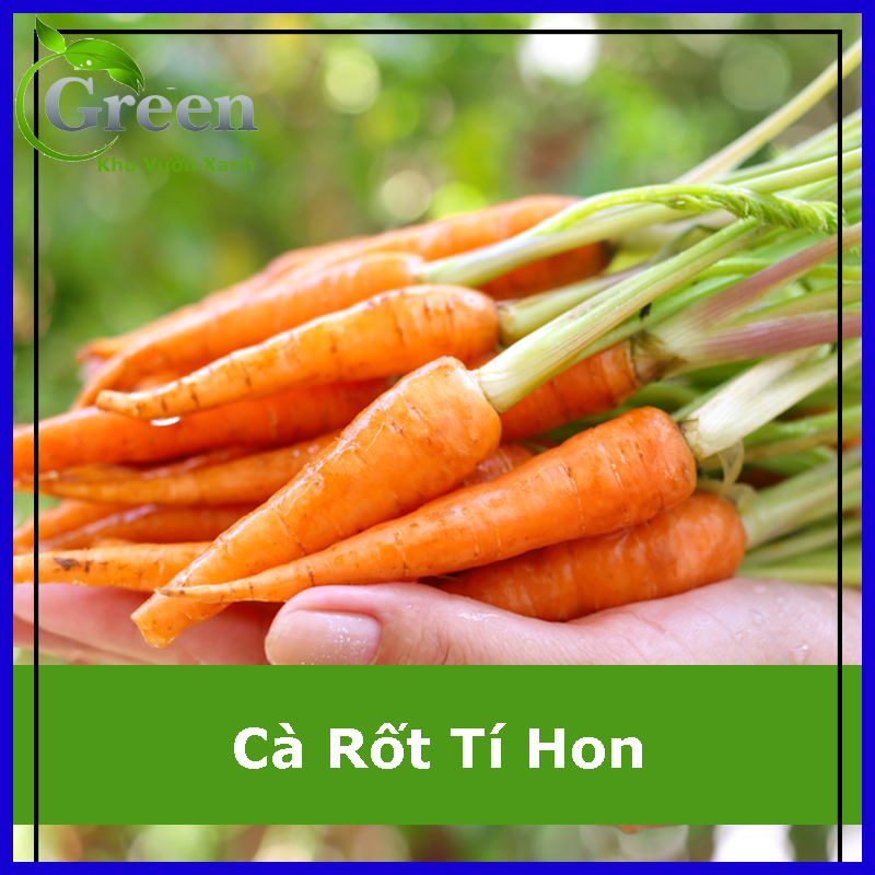 Hạt giống cà rốt tí hon