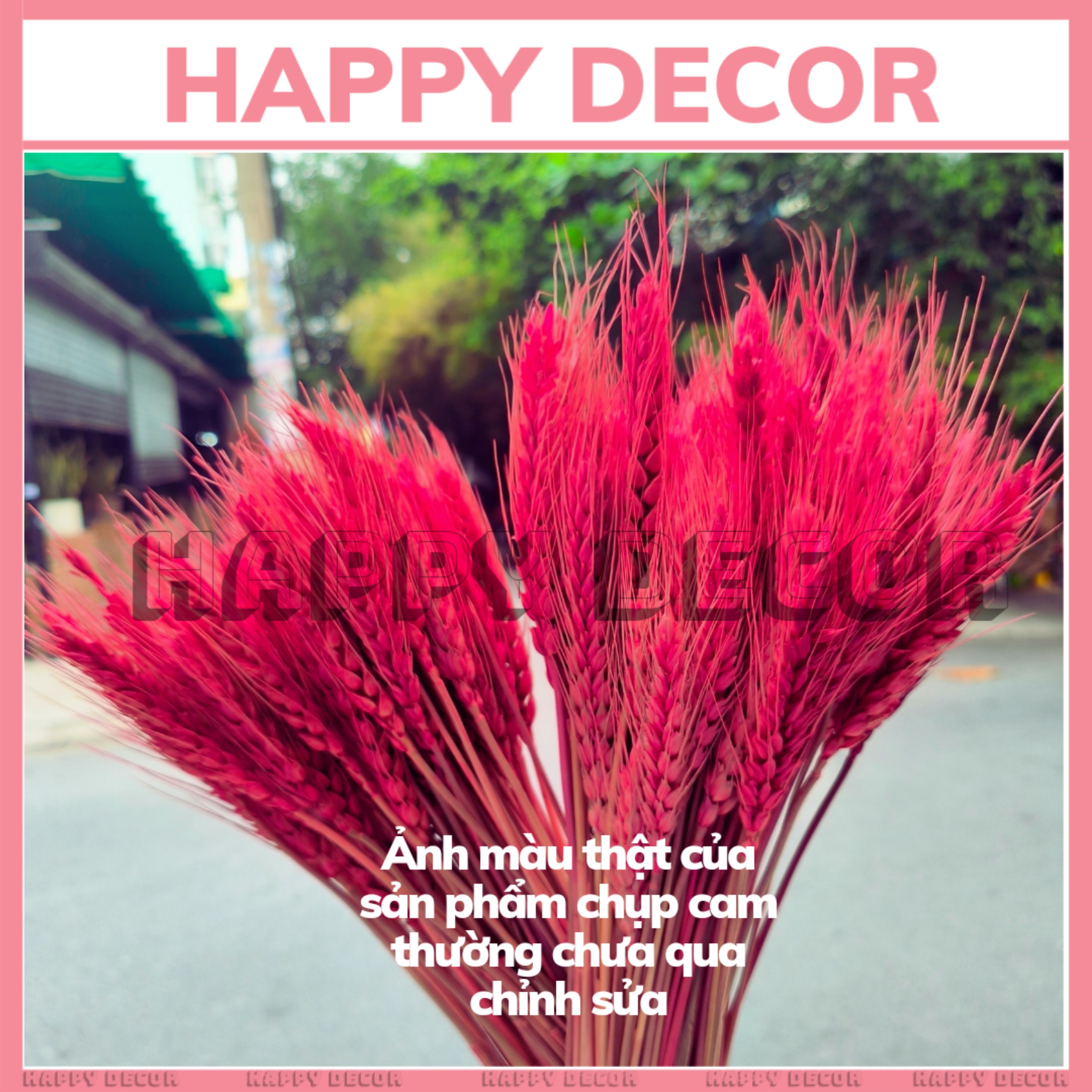 Bó Bông lúa mạch màu đỏ hồng