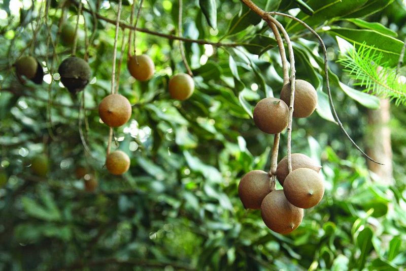 Cây mắc ca gieo hạt, cây cực to, bầu lớn, giống f1 sdafds