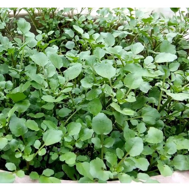 Giống xà lách xoong Mỹ (1g)