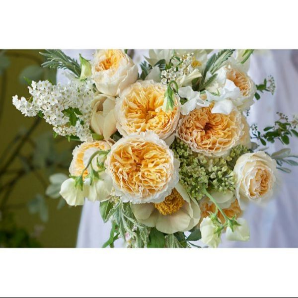 03 Gốc Cây Hoa Hồng Leo Đủ Màu