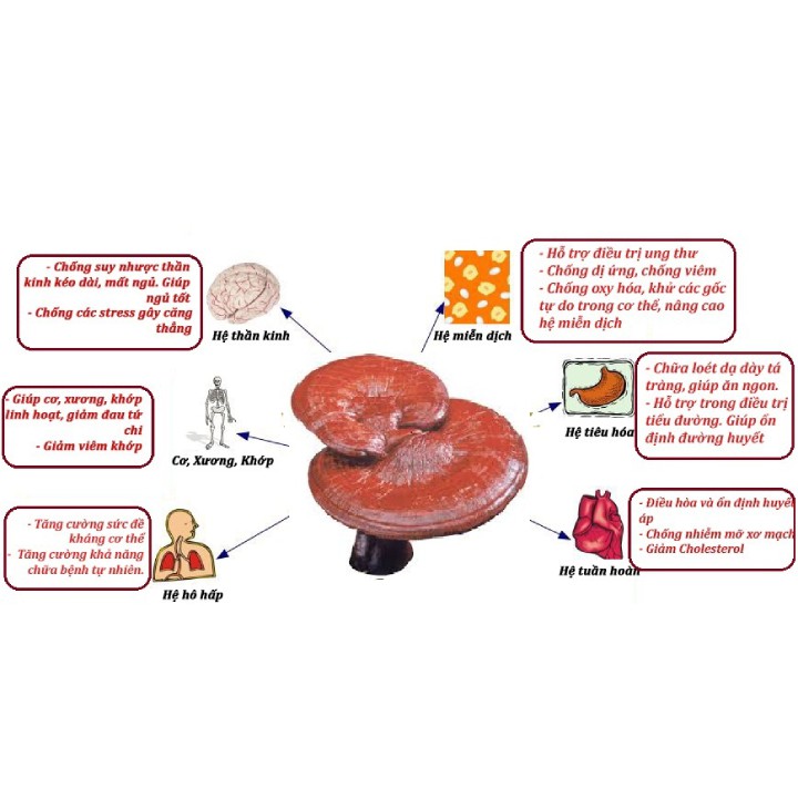 Nấm Linh Chi HQ Túi Sữa 1KG