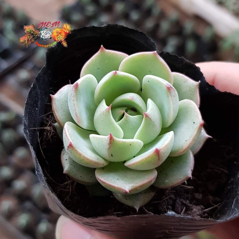 sen đá hoa hồng bạc