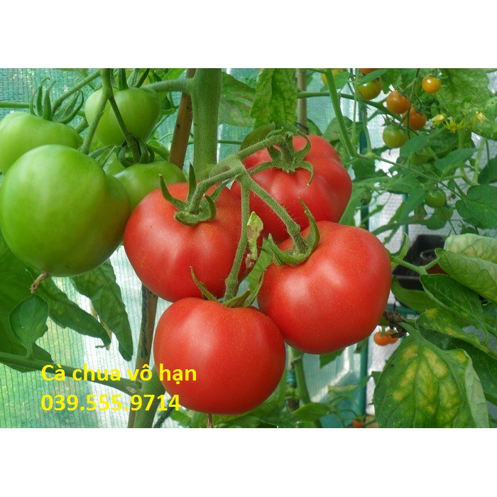 Hạt giống Cà Chua Vô Hạn (VA.390) – 2.000 hạt