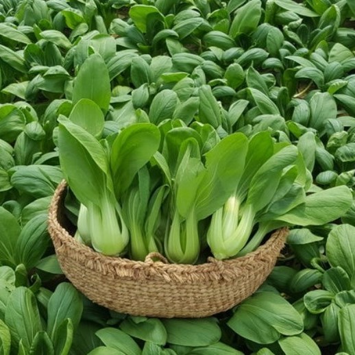 Rau cải chip tươi ngon (500g)