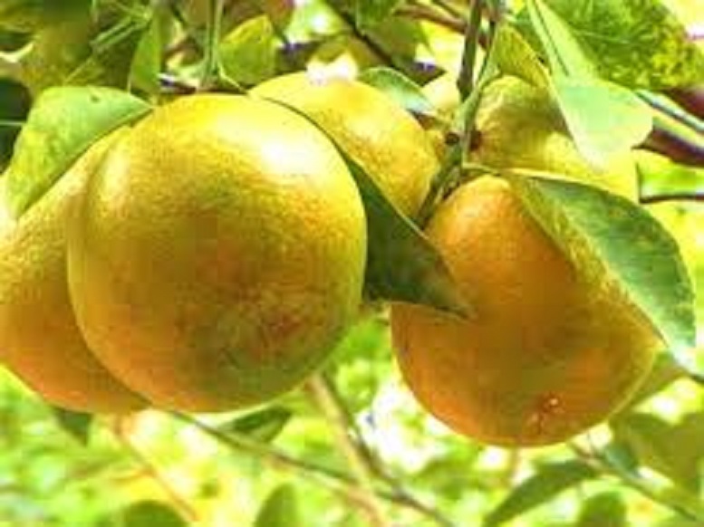 Cây CAM XOÀN ghép, cây giống to khỏe nguyên bầu, năng suất cao, chất lượng tốt, cam kết cây giống