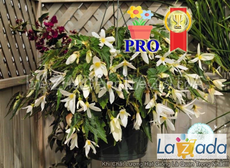 25h hạt giống hoa thu hải đường rủ santa trắng f1pro