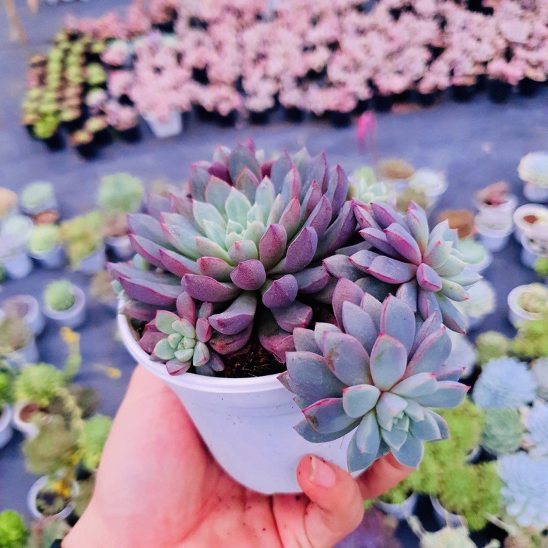SEN ĐÁ KIM CƯƠNG TÍM SIZE TRUNG BÌNH LỖI 1 ĐỔI 1