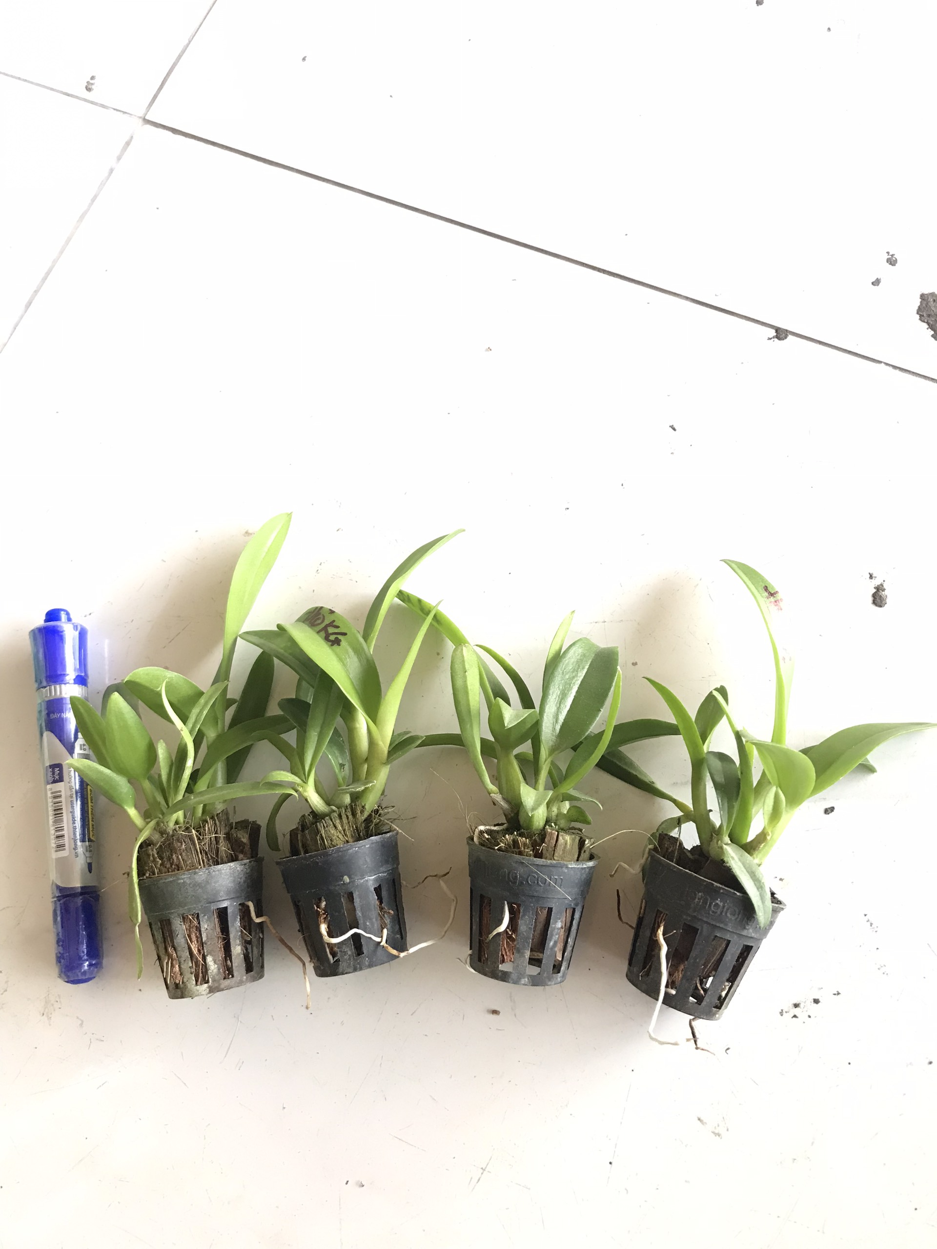 COMBO 3 CÂY GIỐNG THỎ KIÊN GIANG XƯA Cao 7-12Cm