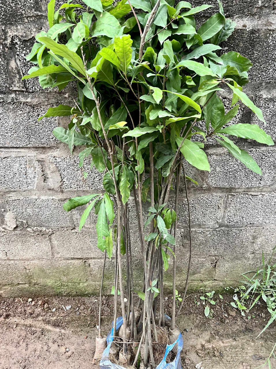Cây lộc vừng giống cao 1m
