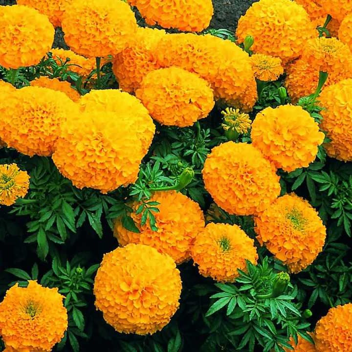 Phân Bón Tạo Mầm Hoa Kích Ra Hoa 50gr