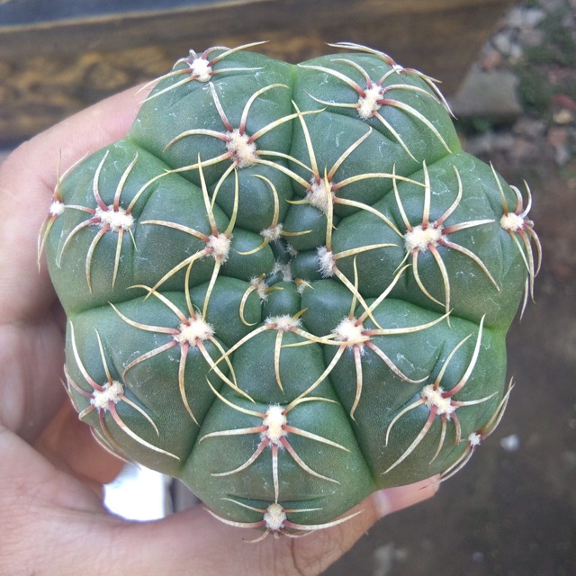 Cây Xương Rồng Thần Long Size Nhỏ