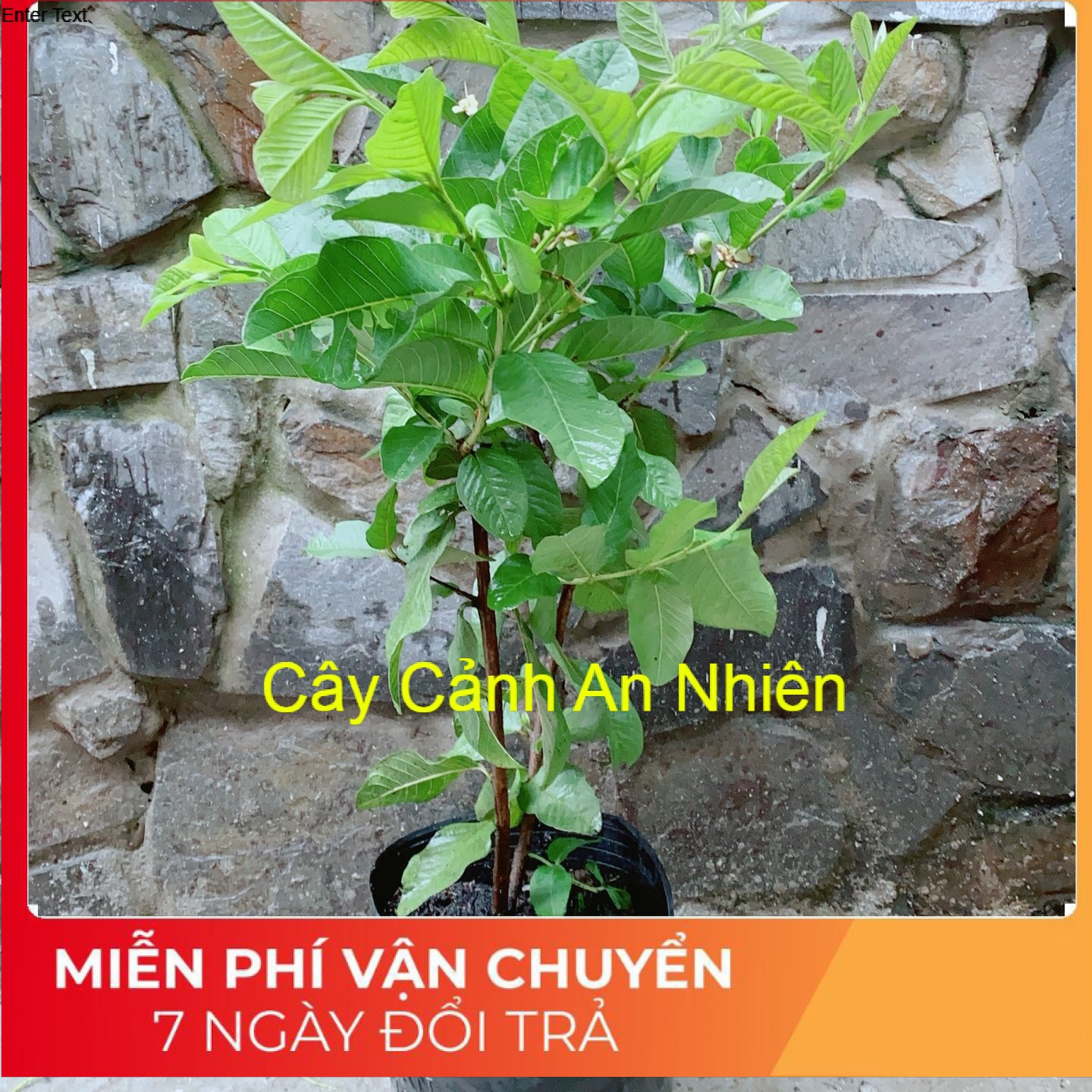 Cây ổi cho sai trái