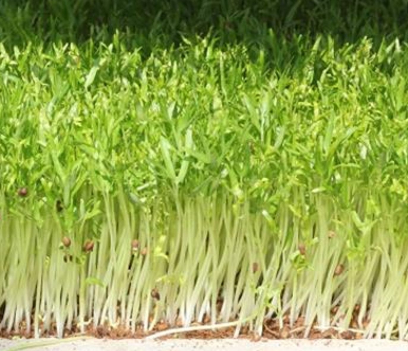 [HCM]Hạt giống Mầm rau muống Phú Nông - 100gr