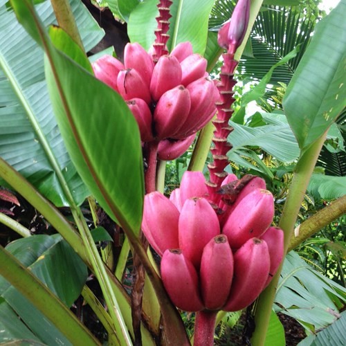 Cây giống chuối đỏ Dacca - C056
