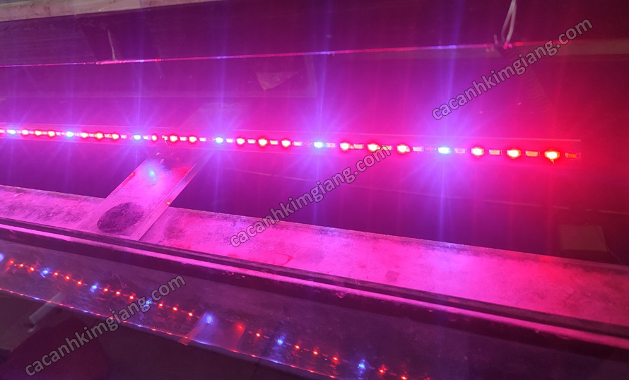 Đèn Led chìm 120cm 100cm 80cm 3 chế độ màu