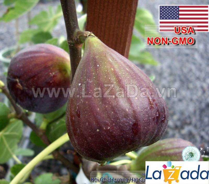10h Hạt Giống Sung Mỹ USA (B3.304| A2*X34*M242)