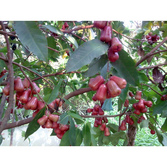 Cây mận đỏ an phước ( cây roi đỏ An Phước)- cây giống