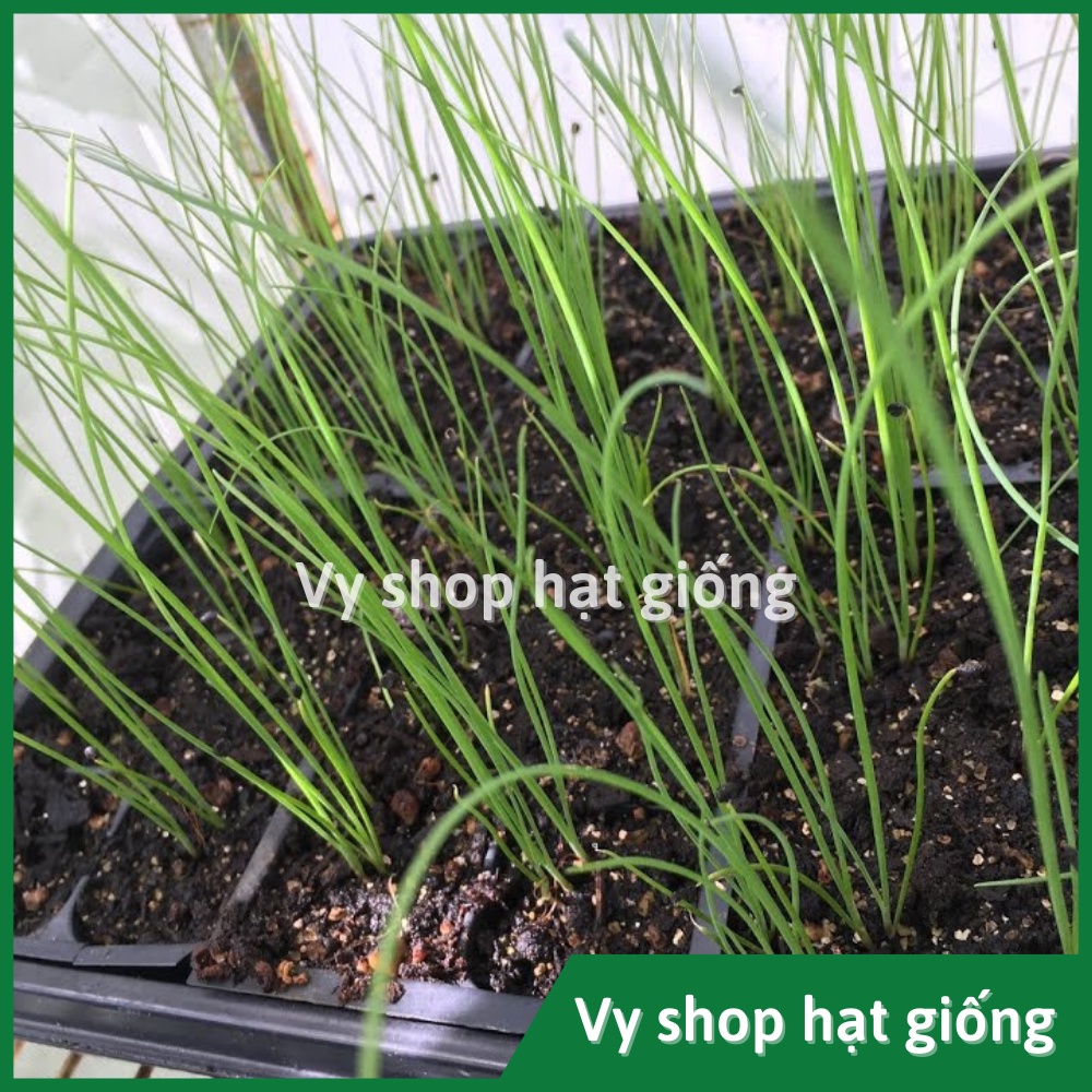 Hạt giống hẹ ăn lá Thái Lan gói 230 hạt