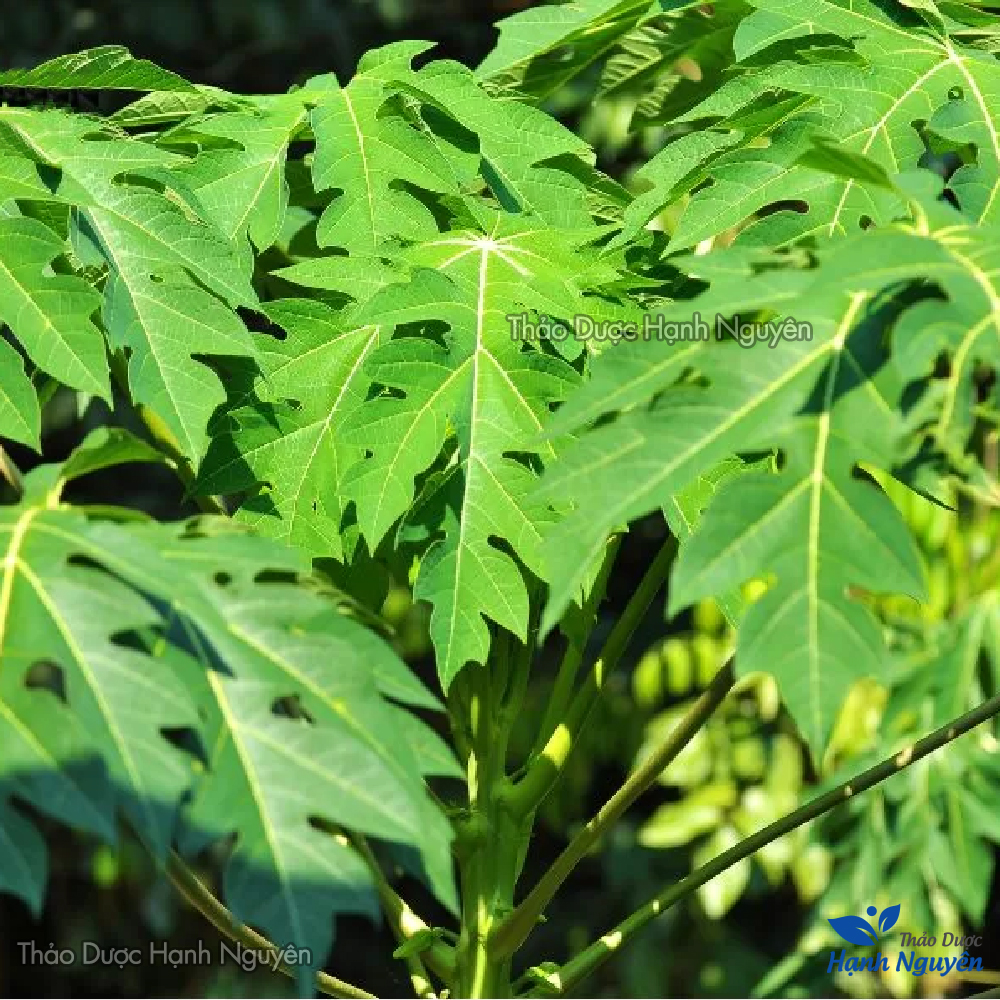 Leaves Black dry peace 1kg