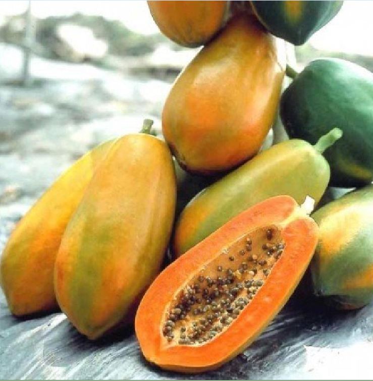 Hạt giống đu đủ lùn siêu ngọt Thái Lan ( tầm 100 đến 150 hạt) - VTNT