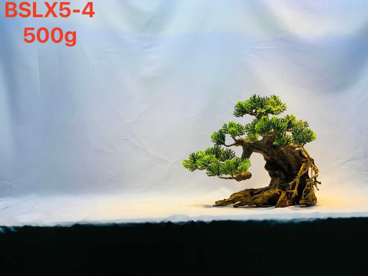 Gỗ lũa thủy sinh _ BSLX5 Driftwood bonsai_20 x25 (cm) _Cây gỗ lũa bonsai dáng đổ (Có 6 loại: Tán xương, tán gỗ, Bông Tùng xanh, Bông Tùng đỏ, Tùng Cam, Tùng màu kem)