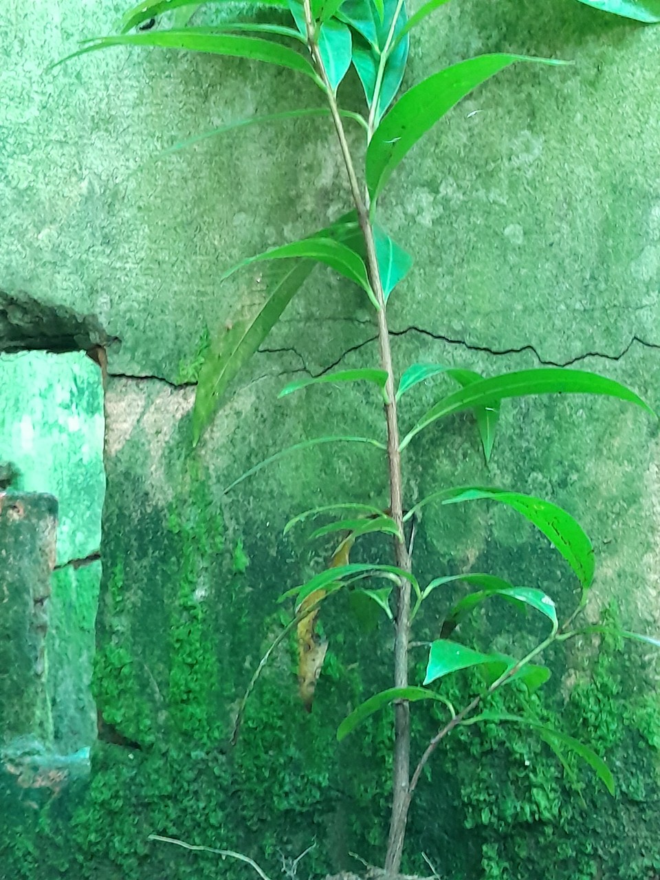 Cây Mận Lý Thơm Giống, chậu cây cao 15cm