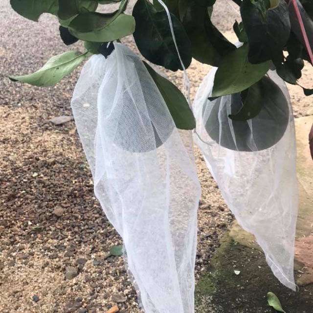 BỌC BƯỞI TÚI VẢI SÉT 200TÚI 30*35CM VẢI KHÔNG DỆT ĐƯỜNG MAY CHẮC CHẮN
