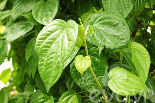 cây trầu không( Trầu quế) giống- CÂY CẢNH, CÂY DƯỢC LIỆU