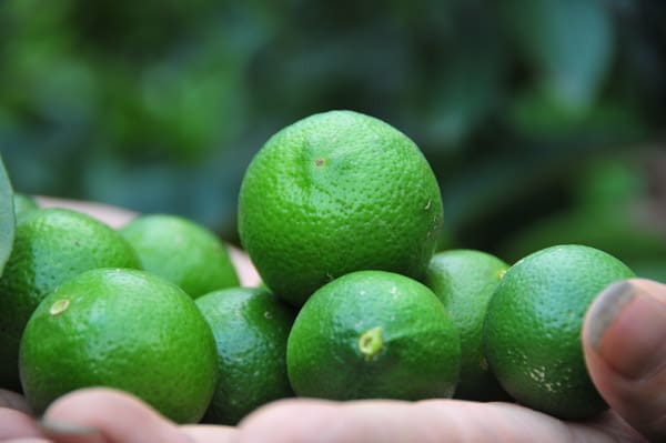 Cây giống Chanh không hạt ( Tứ Quý).