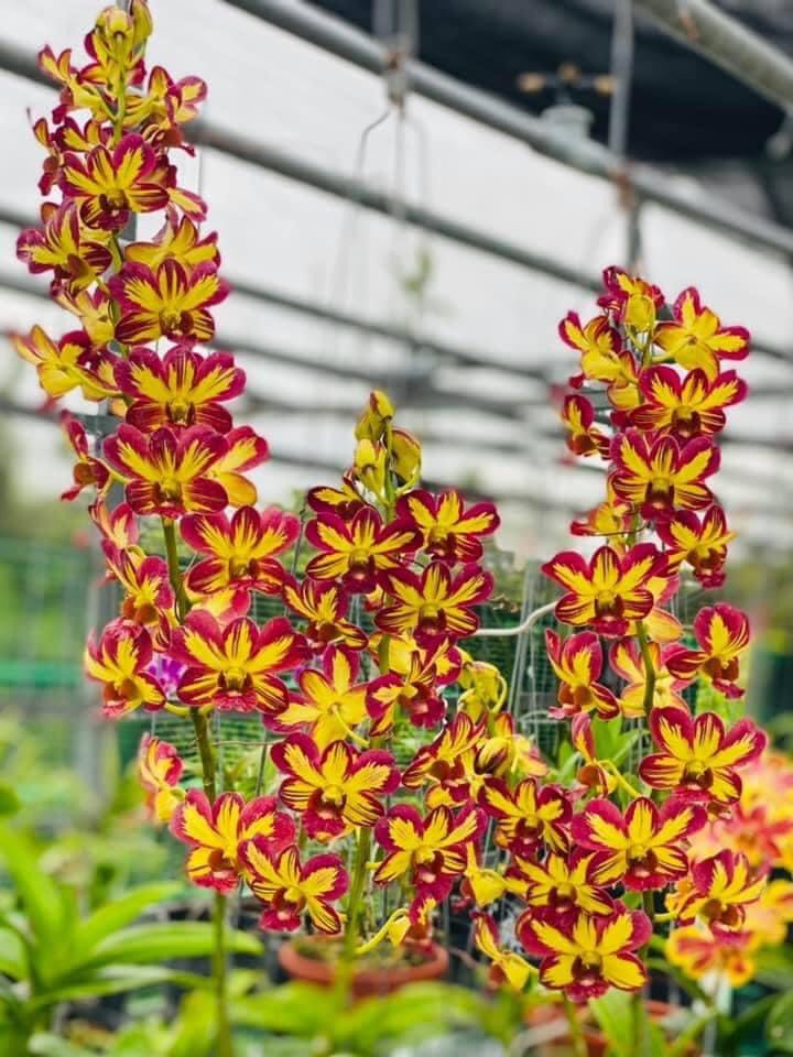 Hoa lan chớp vàng đỏ 5%