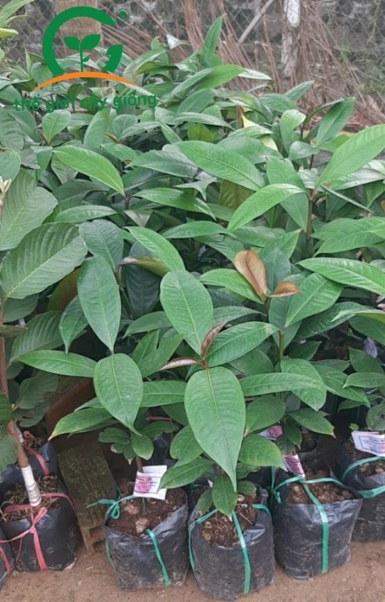 BỘ 5 CÂY GIỐNG MĂNG CỤT