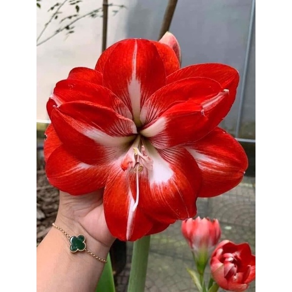 Củ hoa Lan Huệ cánh kép..