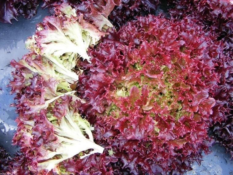 Hạt giống rau Xà Lách Xoăn Tím